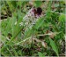 09_Vstavac osmahly (Orchis ustulata)